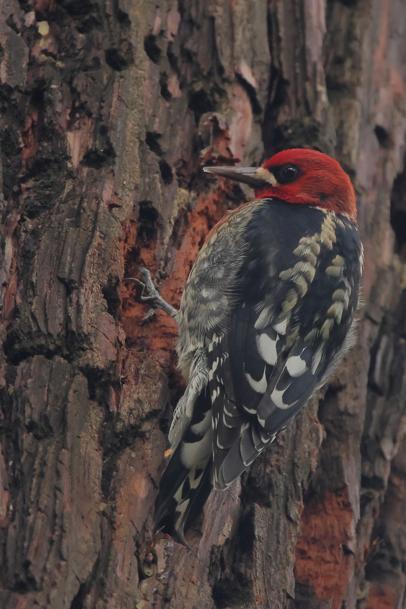 Red-breasted Sapsucker - ML612894917