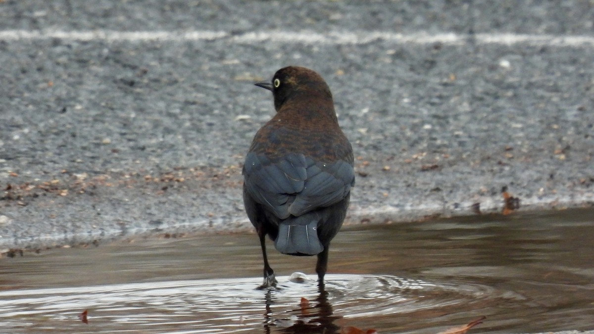 Rusty Blackbird - ML612894946