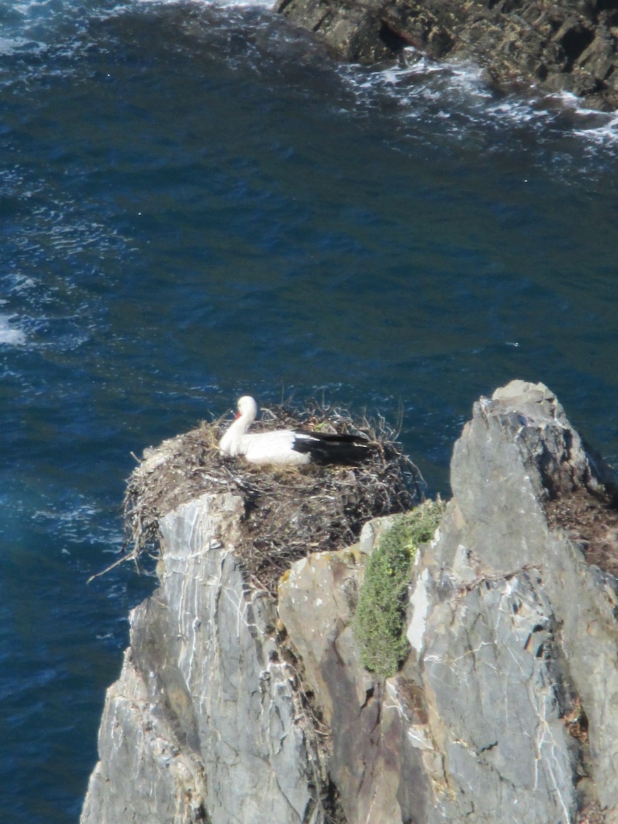 White Stork - ML612894985