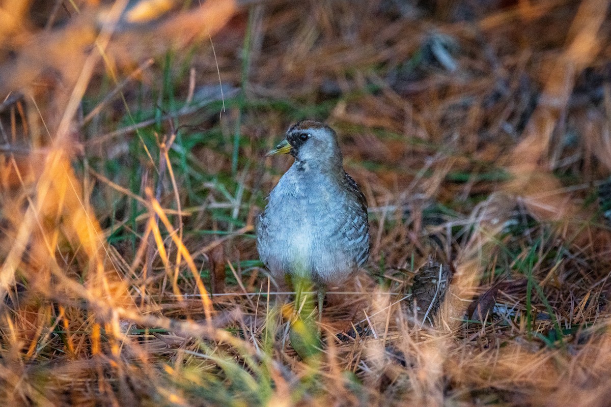 Polluela Sora - ML612895150