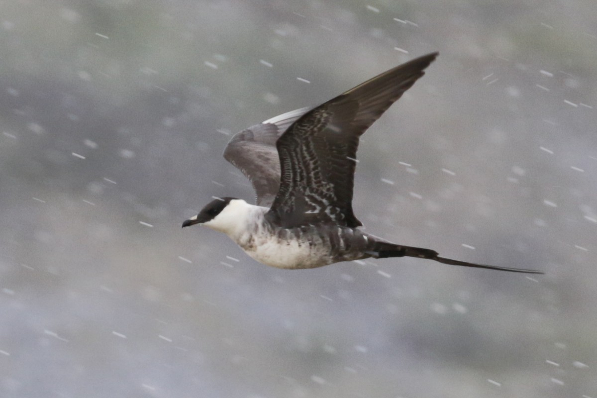 Long-tailed Jaeger - ML612895166