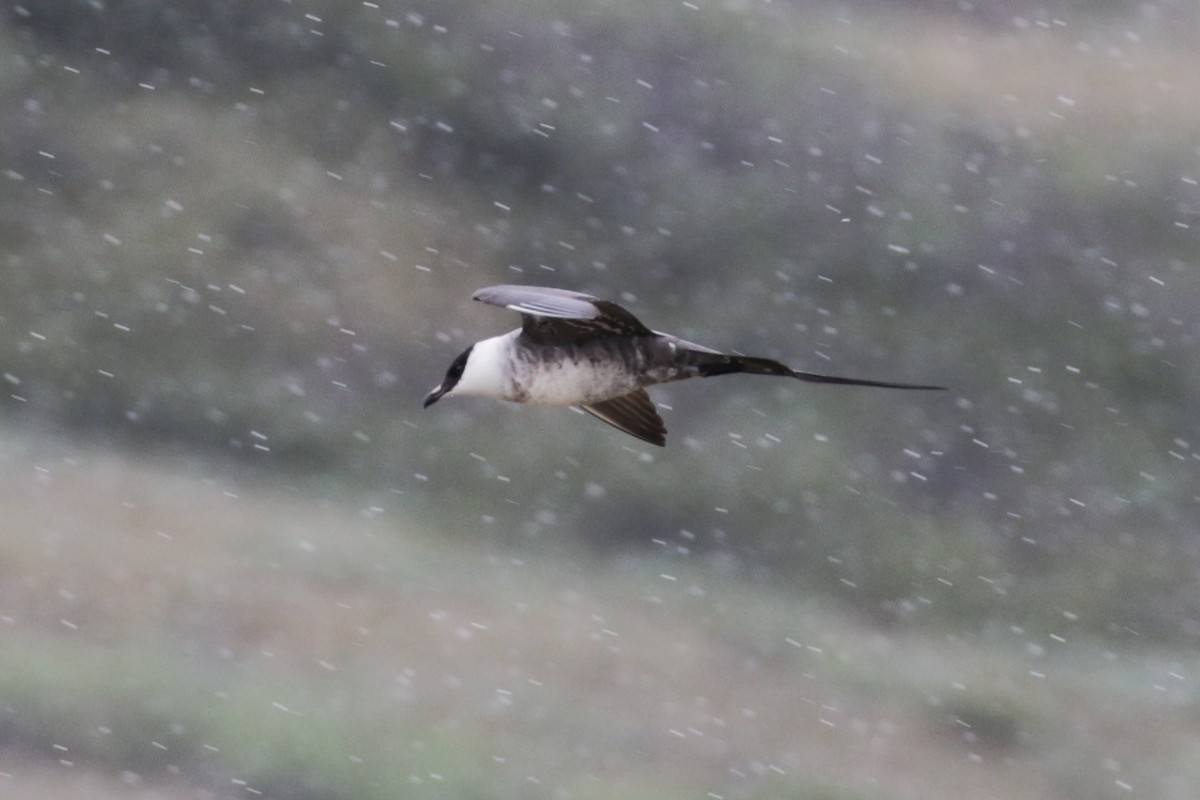 Long-tailed Jaeger - ML612895168