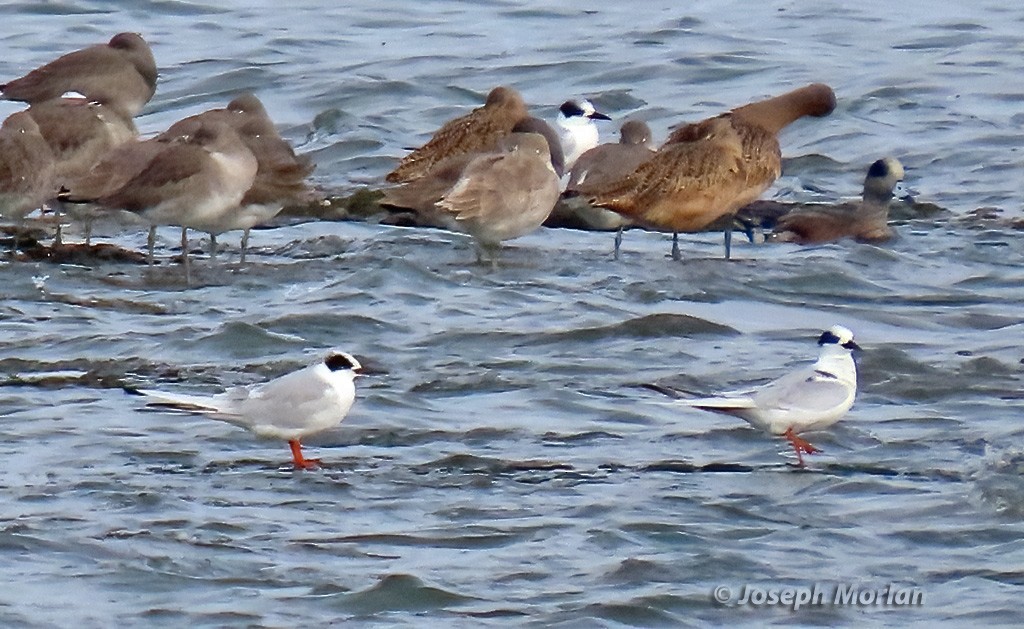 Forster's Tern - ML612895176