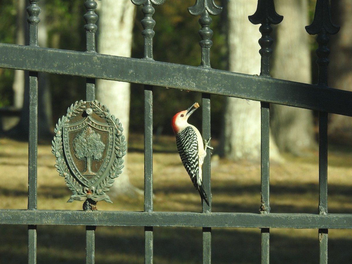 Red-bellied Woodpecker - Jacob Warren