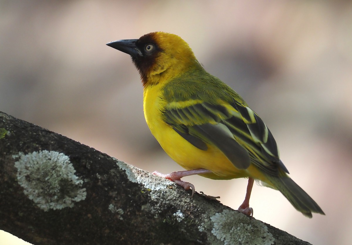 Northern Brown-throated Weaver - ML612895424