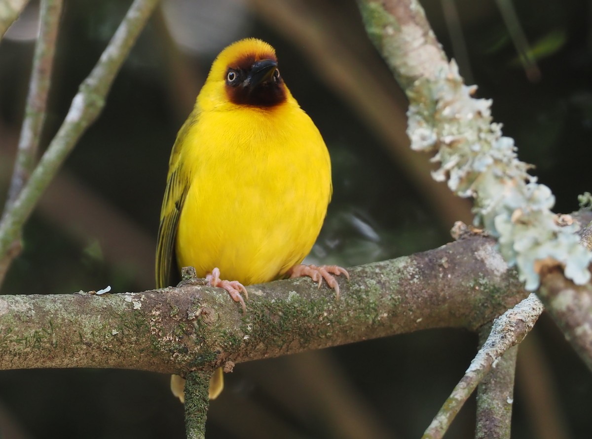 Northern Brown-throated Weaver - Stephan Lorenz