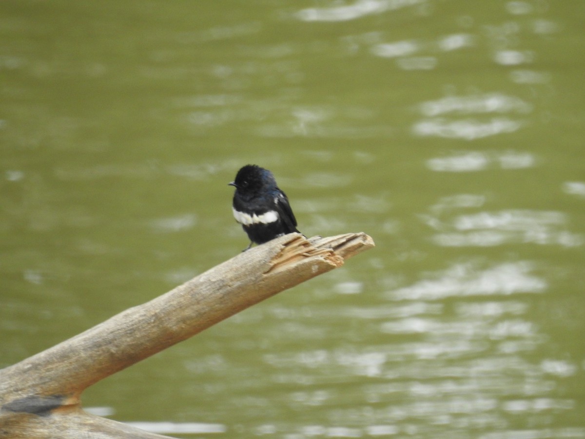 White-banded Swallow - ML612895449