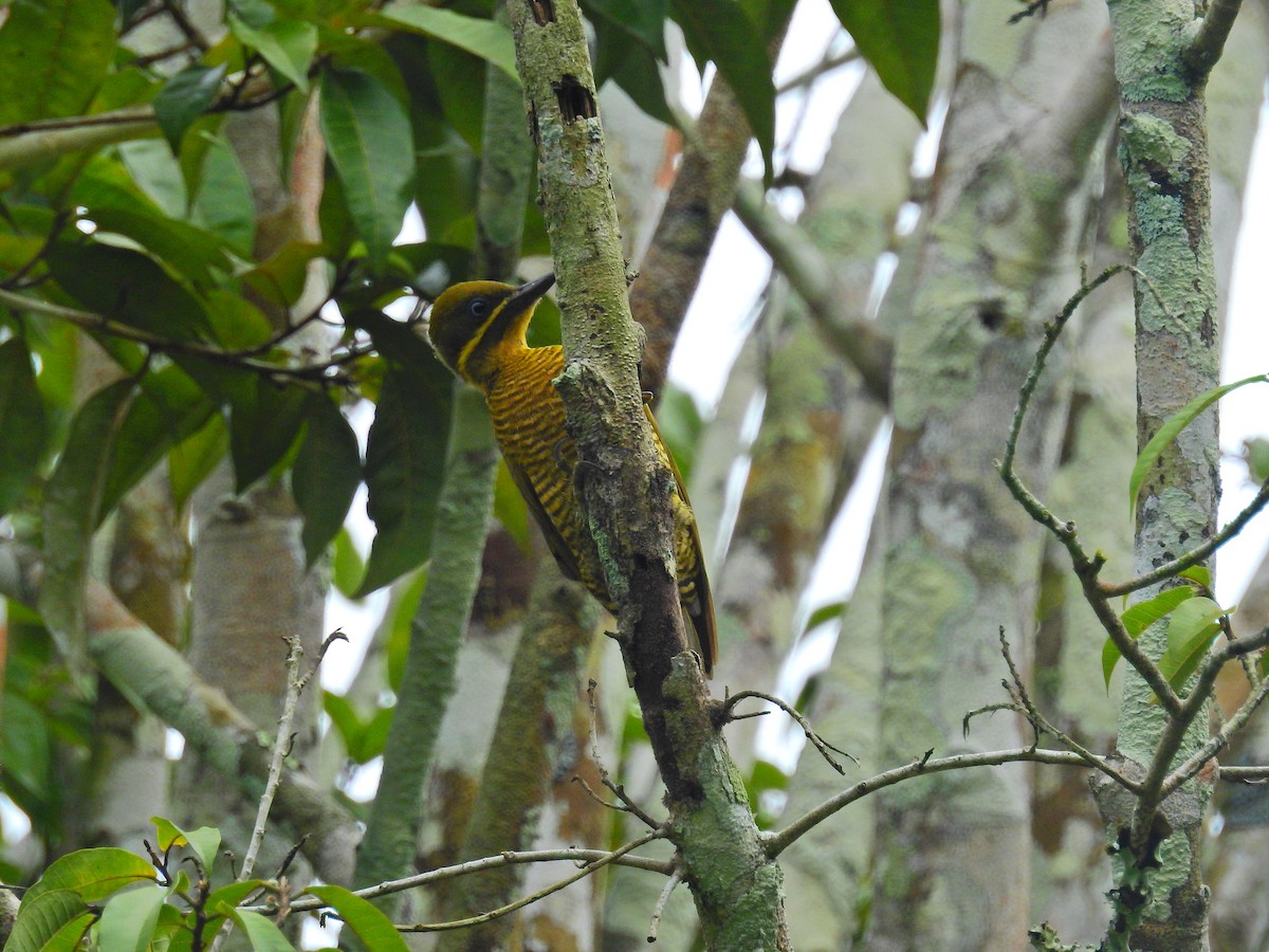 Golden-green Woodpecker (Spot-throated) - ML612895457
