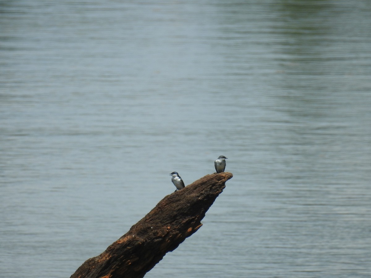 White-winged Swallow - ML612895472