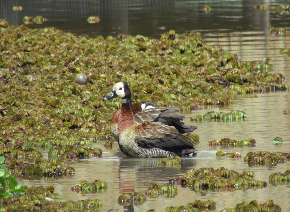 White-faced Whistling-Duck - ML612895539