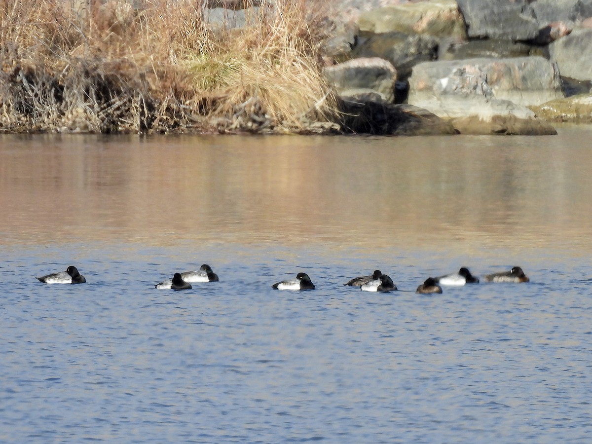 Greater Scaup - ML612895558