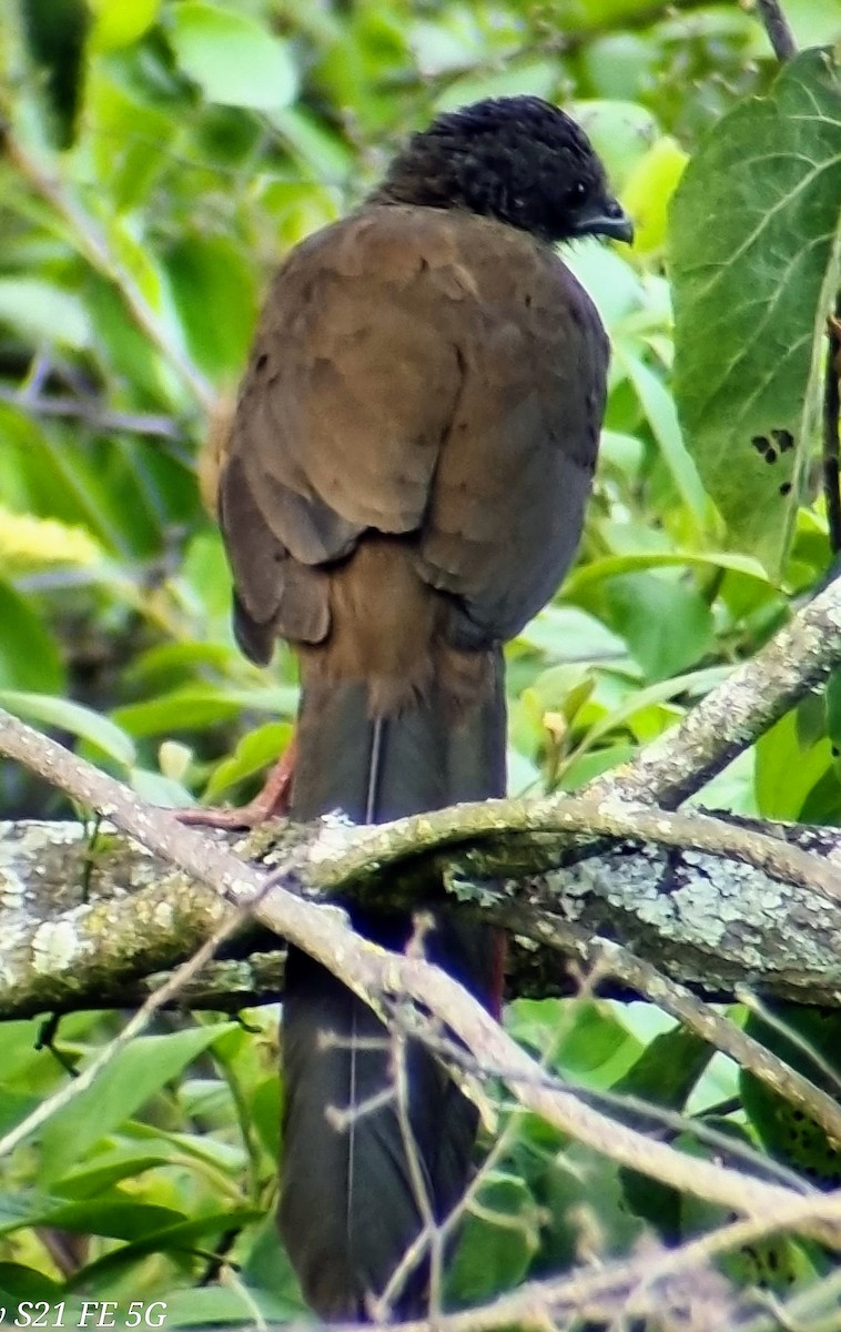 Chachalaca Colombiana - ML612895622