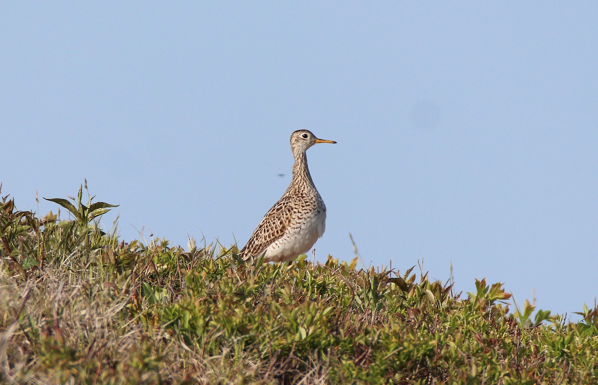 Upland Sandpiper - ML612895660