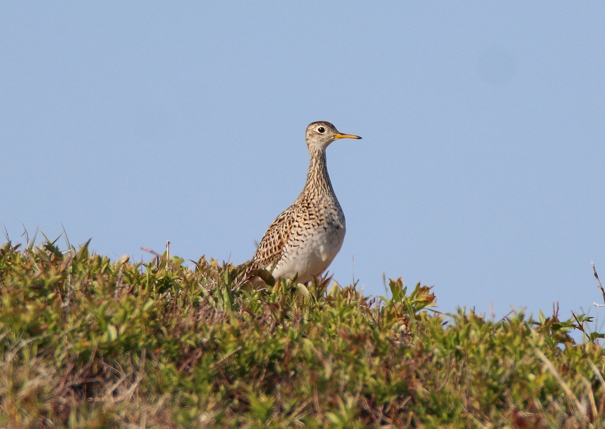 Upland Sandpiper - Zachary Holderby