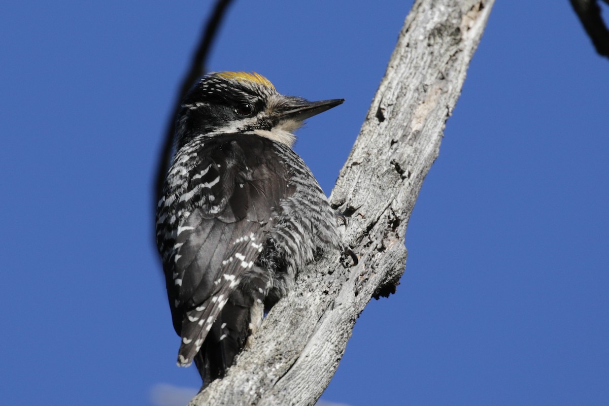 American Three-toed Woodpecker - ML612895687