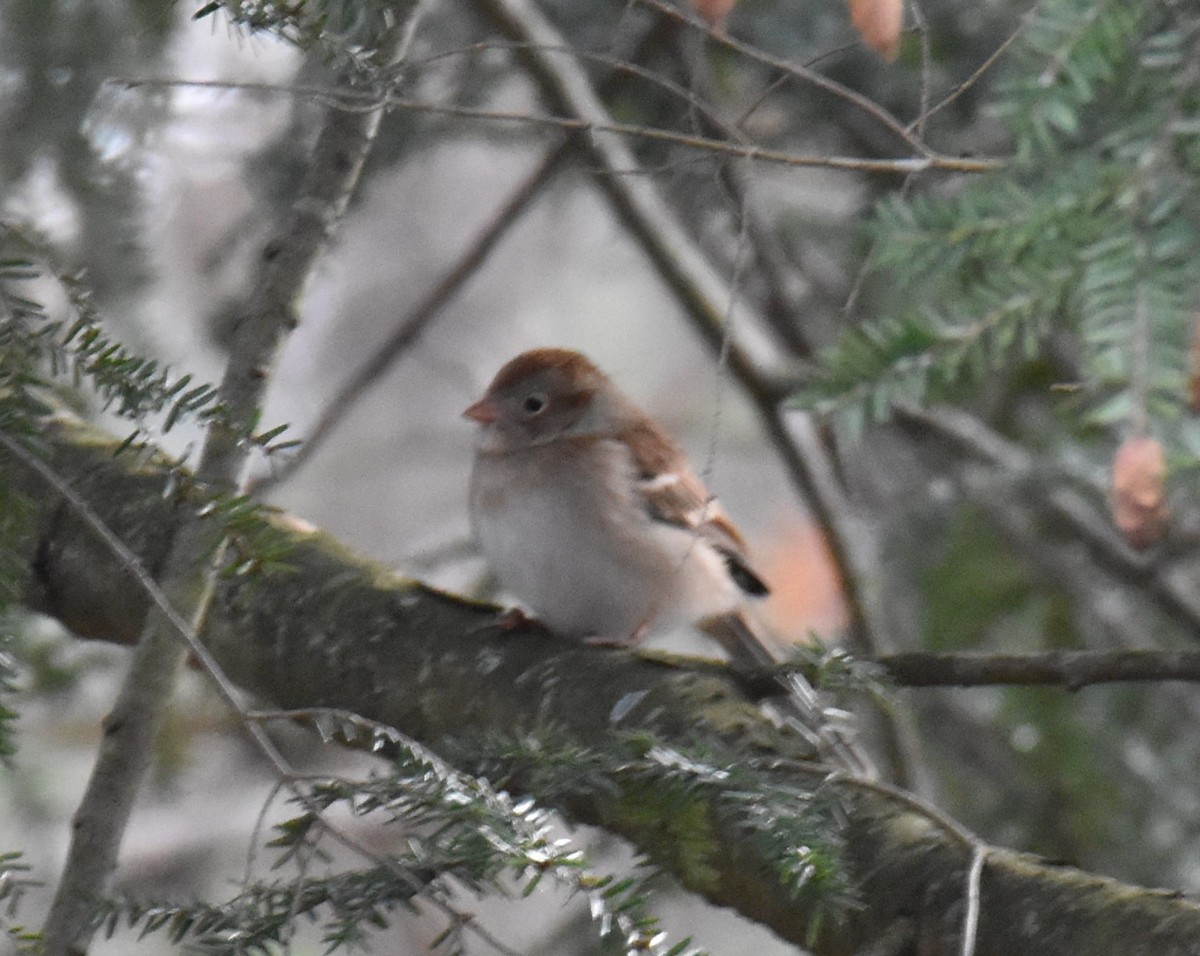 Field Sparrow - ML612895781