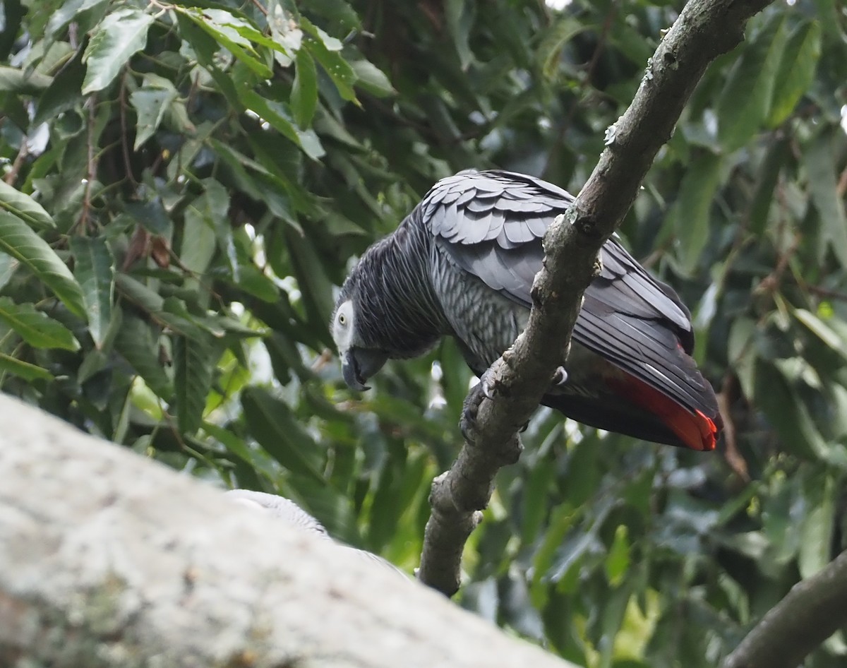 papoušek žako (ssp. erithacus) - ML612895896