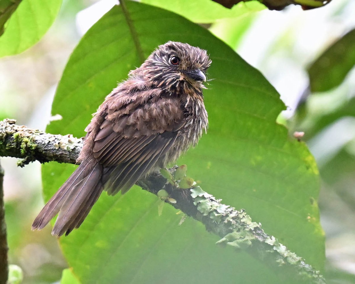 Black-streaked Puffbird - ML612895897