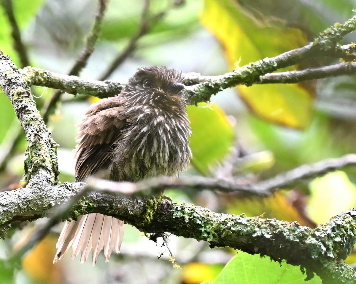 Black-streaked Puffbird - ML612895898