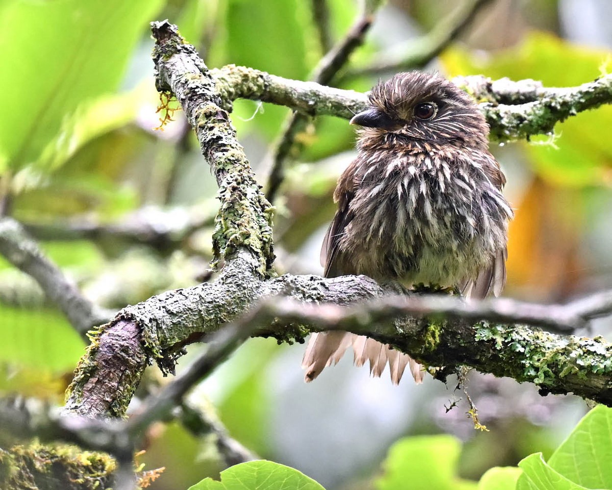 Black-streaked Puffbird - ML612895899