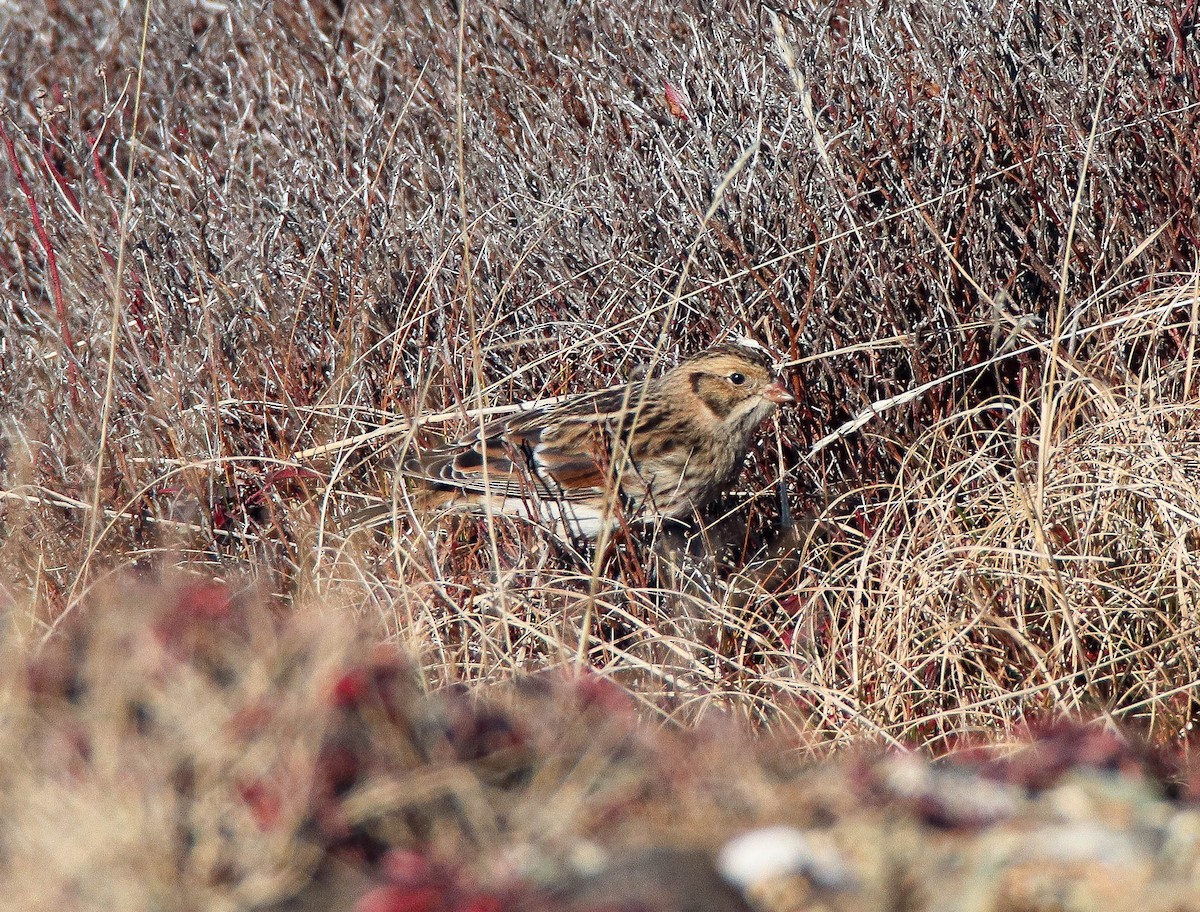 Lapland Longspur - ML612895919