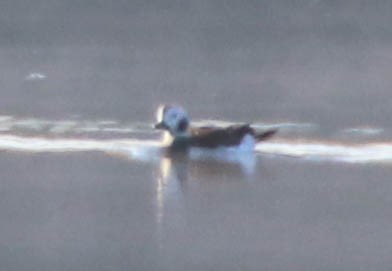Long-tailed Duck - ML612896001