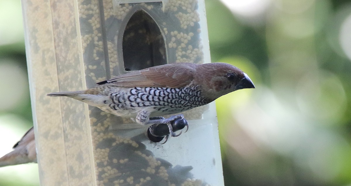 Scaly-breasted Munia - ML612896101