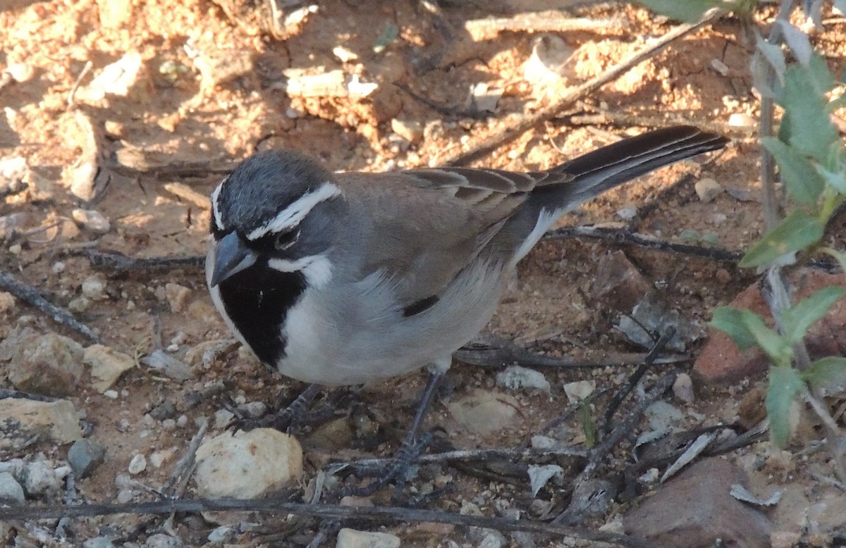 Black-throated Sparrow - Arden Anderson
