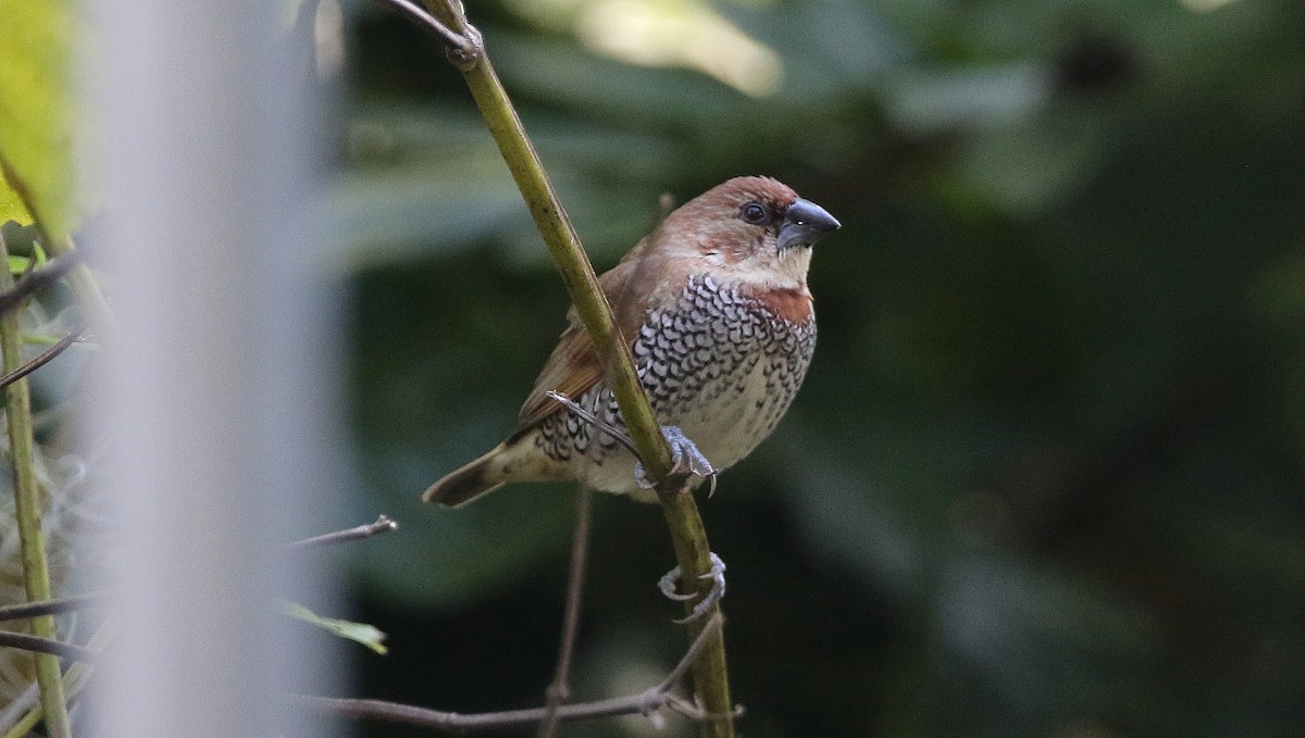 Scaly-breasted Munia - ML612896221