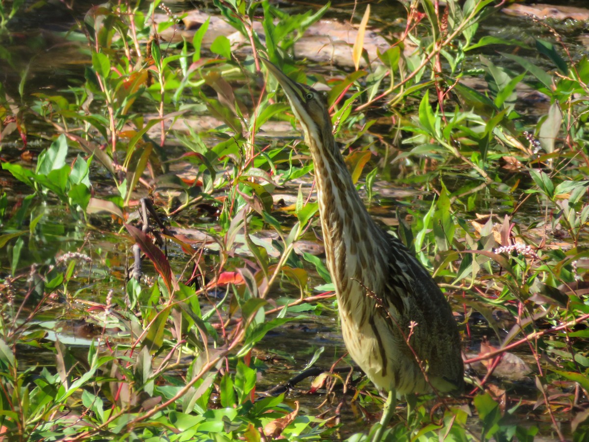 American Bittern - ML612896264