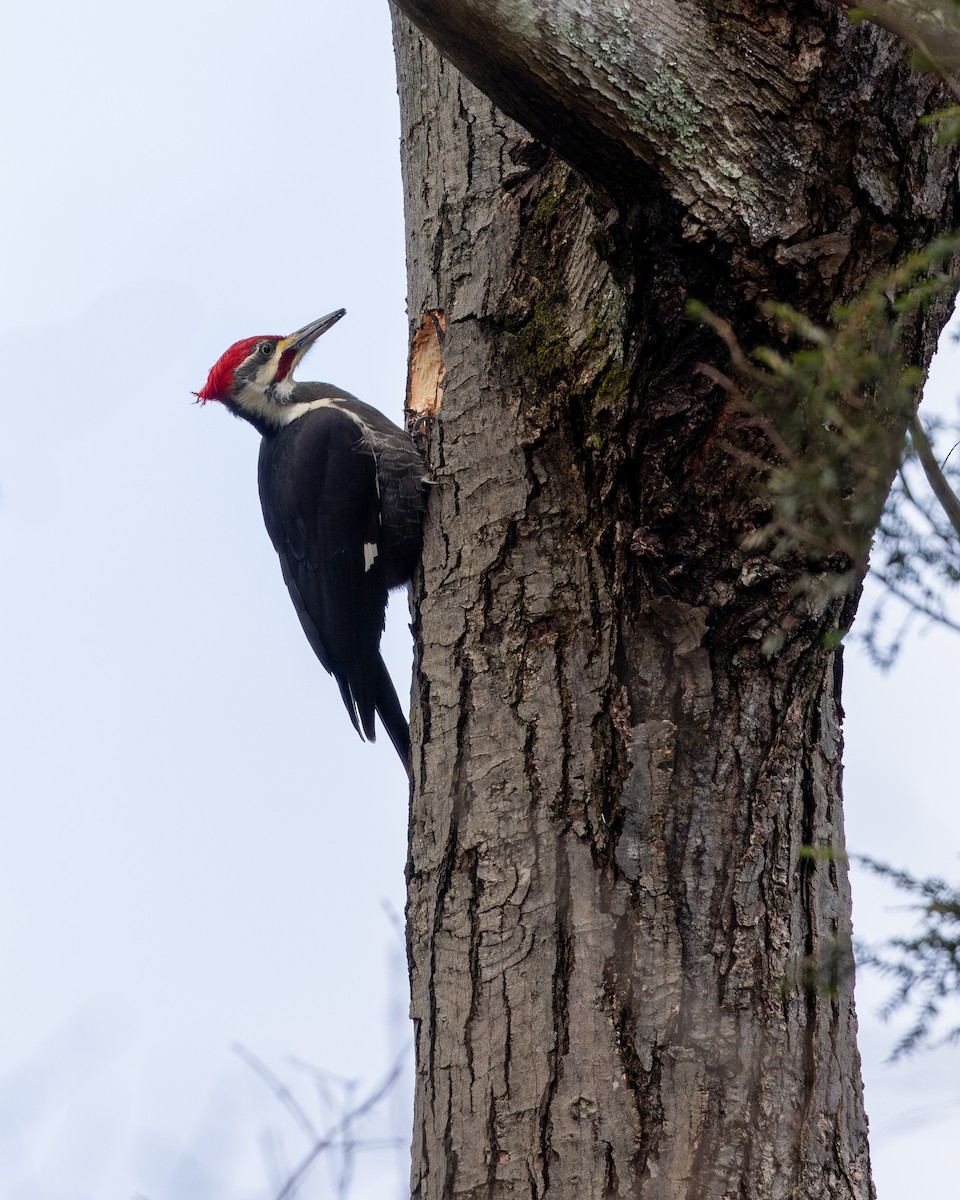 Pileated Woodpecker - Ned Howard