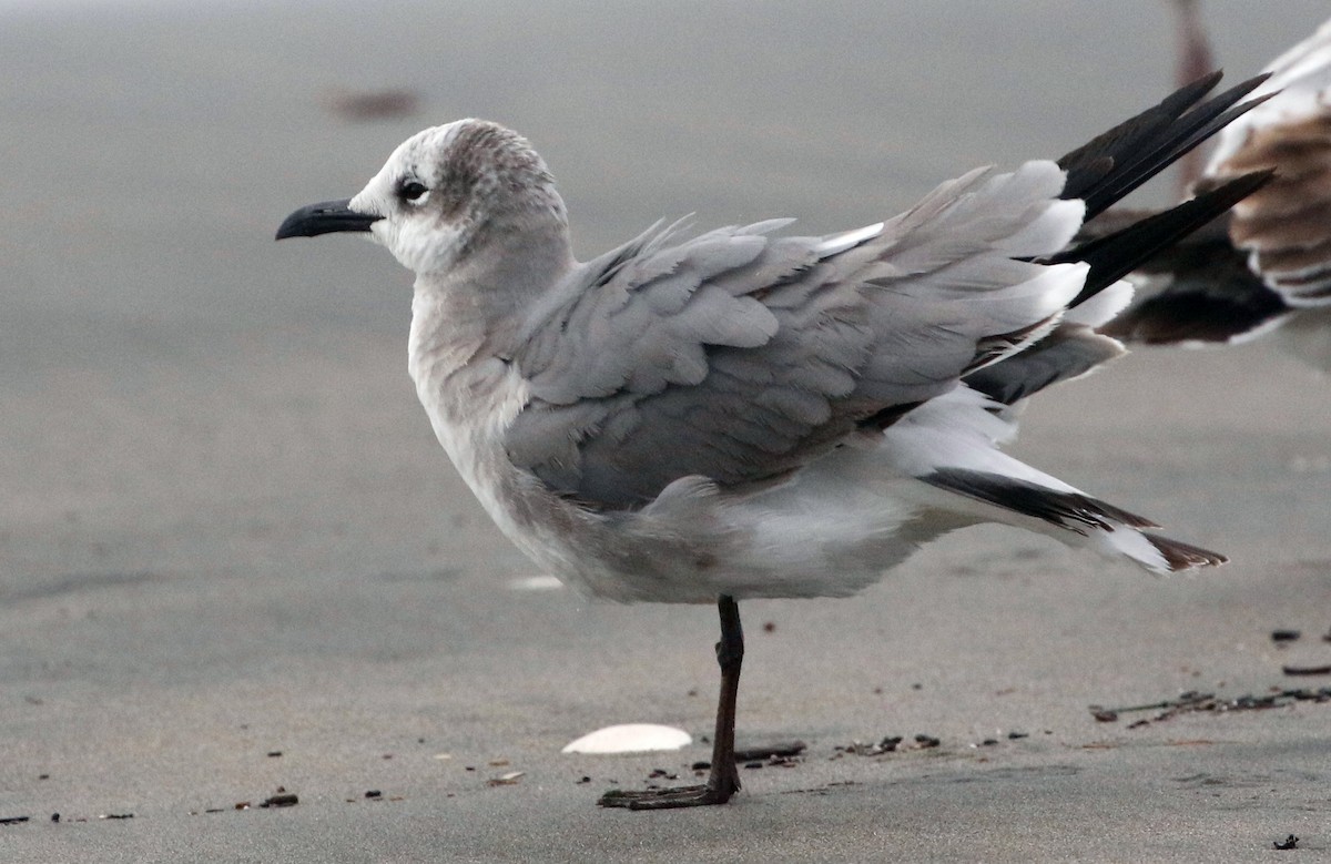 Laughing Gull - ML612896314