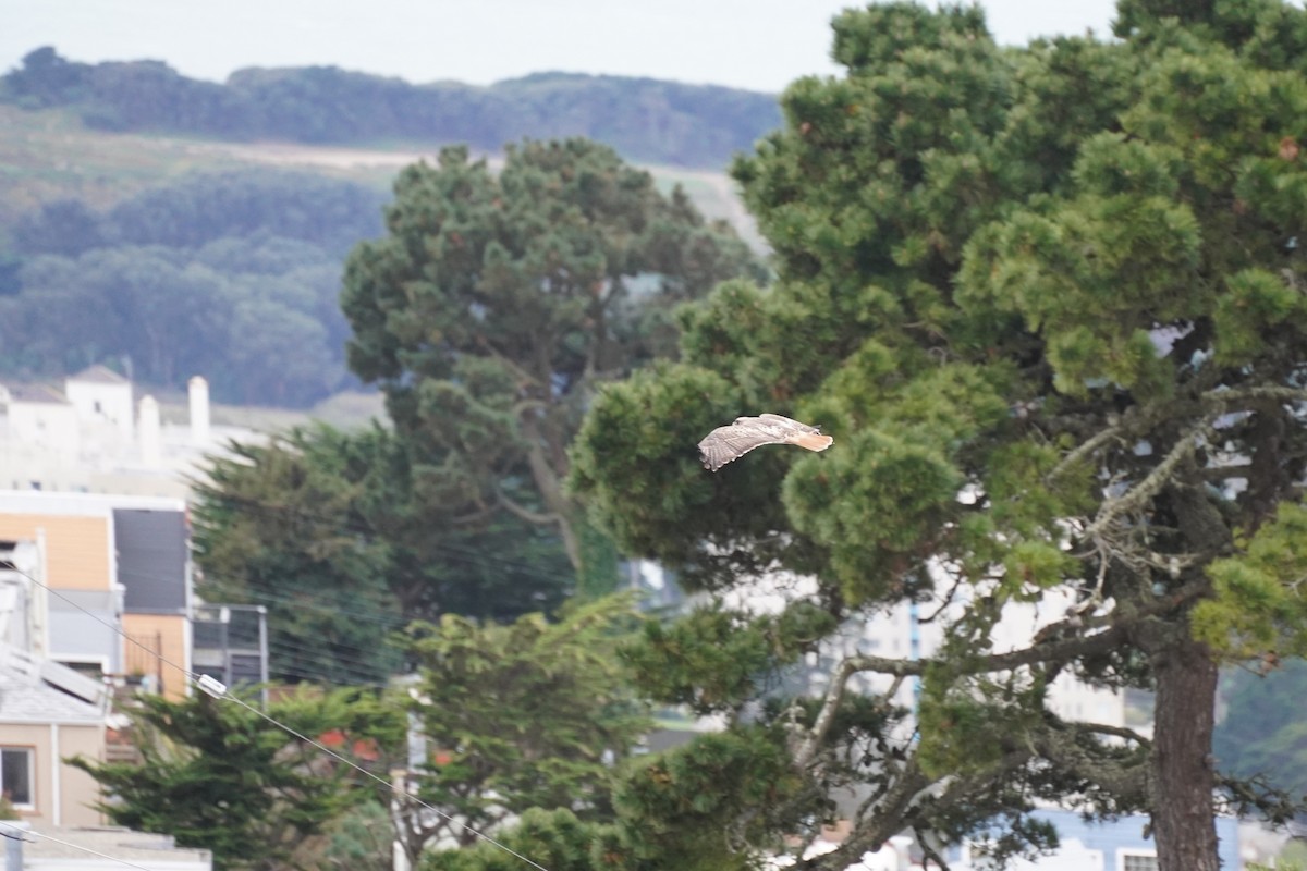 Red-tailed Hawk - Amber Zertuche