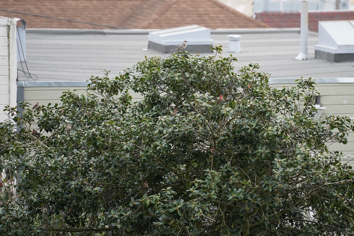 Northern Mockingbird - Amber Zertuche