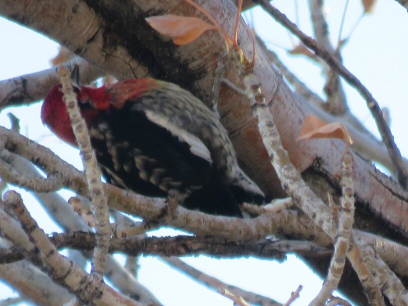 Red-naped x Red-breasted Sapsucker (hybrid) - Howard Stephenson