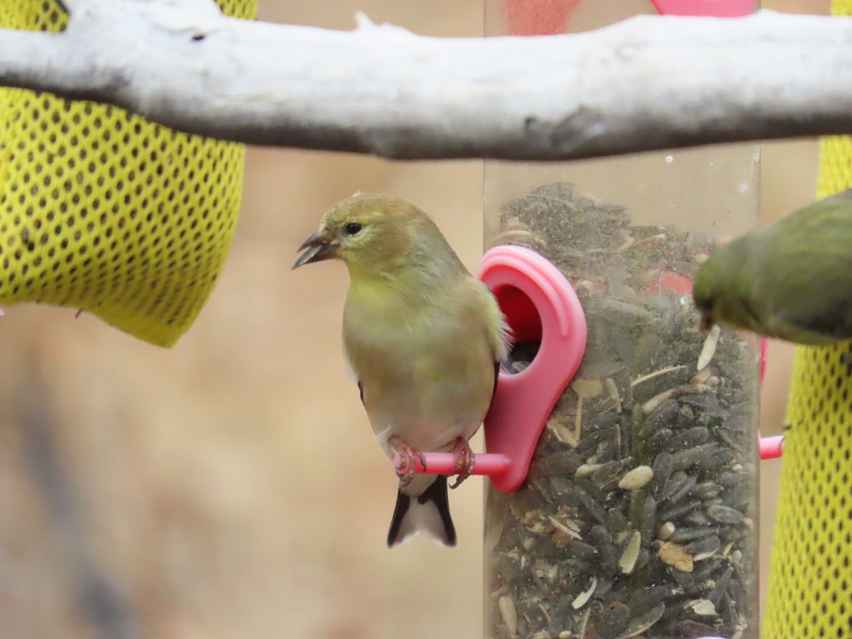 American Goldfinch - ML612896430