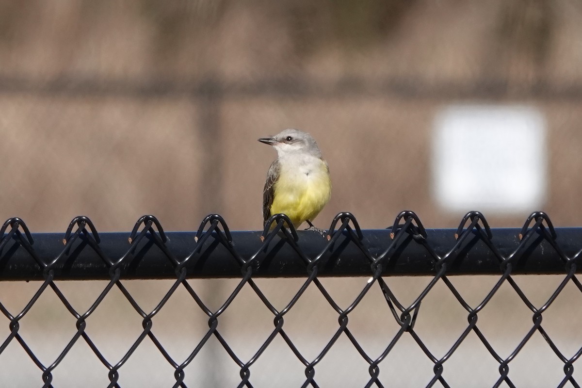 Western Kingbird - ML612896571