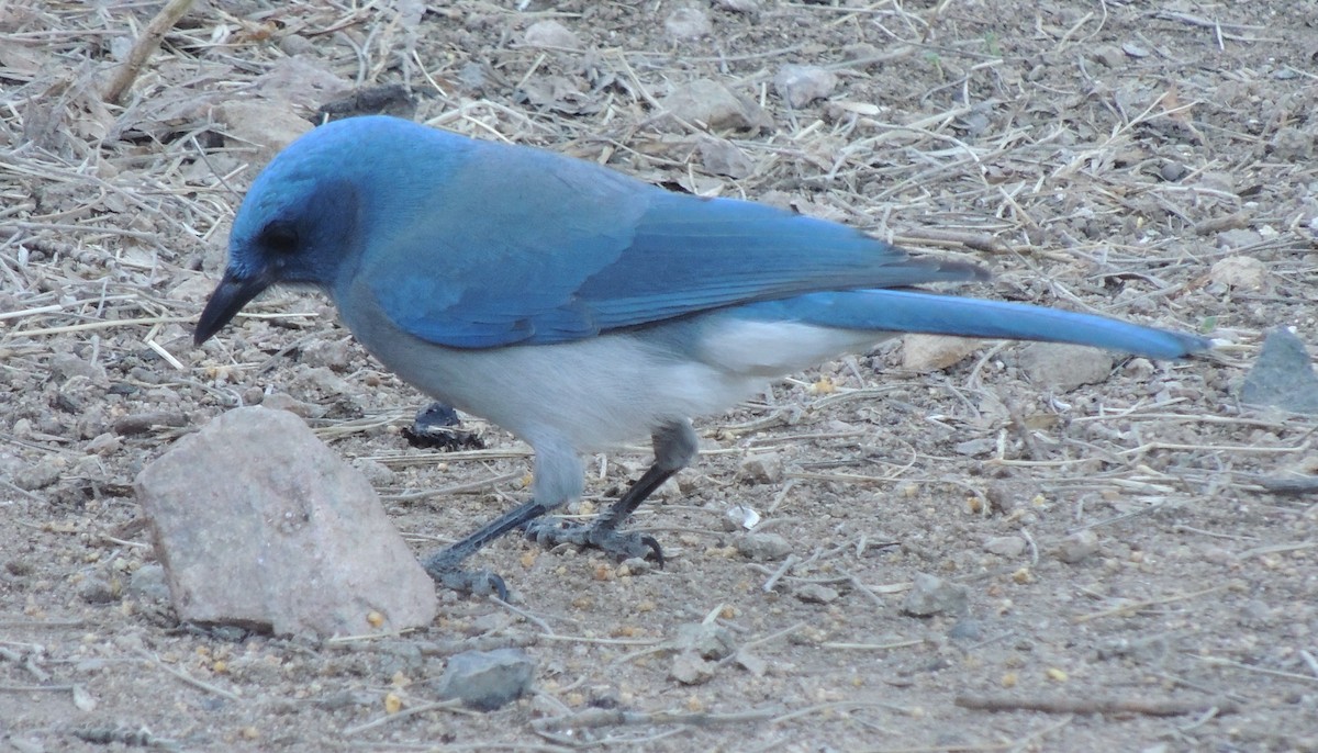 Mexican Jay - ML612896614
