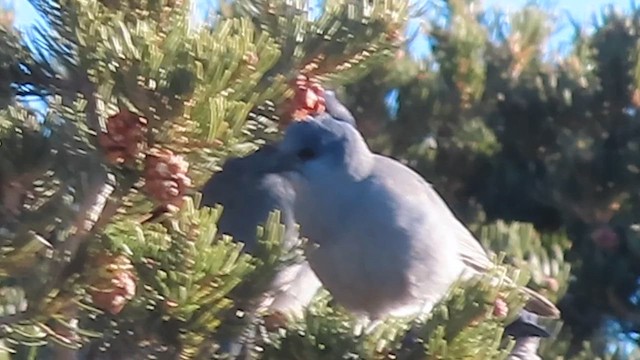 Pinyon Jay - ML612896655