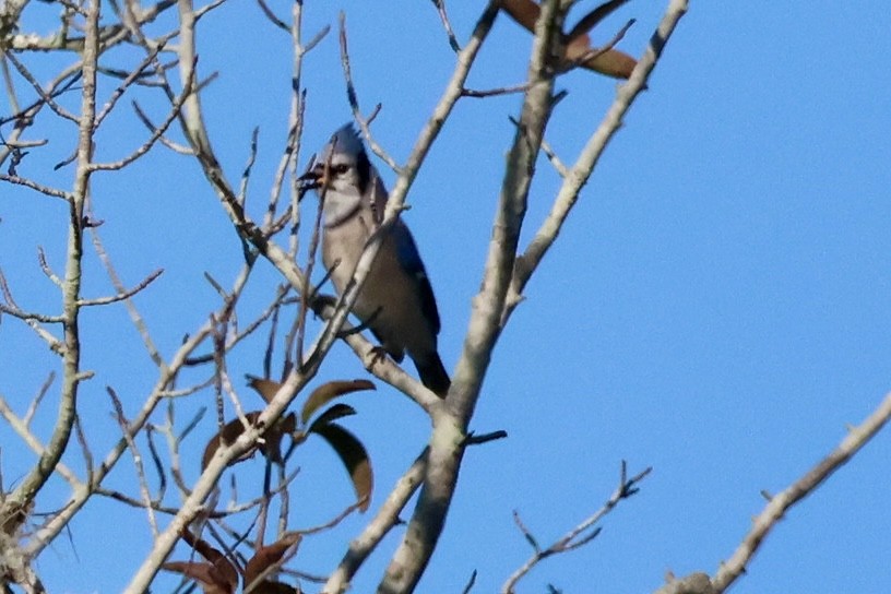 Blue Jay - ML612896941