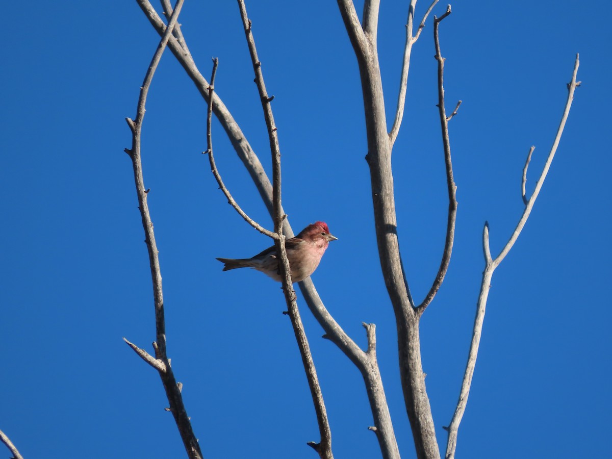 Cassin's Finch - ML612896952