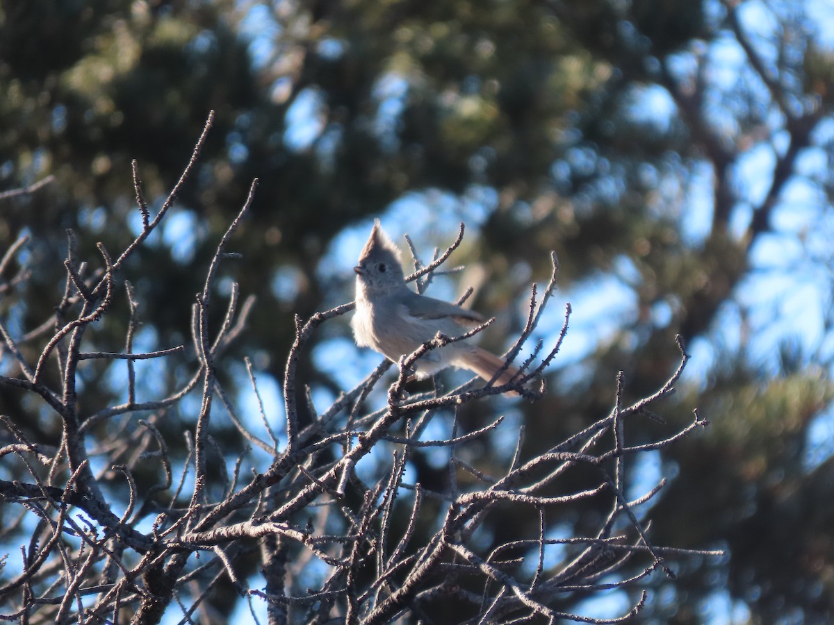 Juniper Titmouse - Gregory Askew