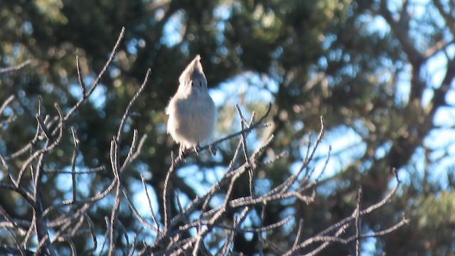 Mésange des genévriers - ML612897024