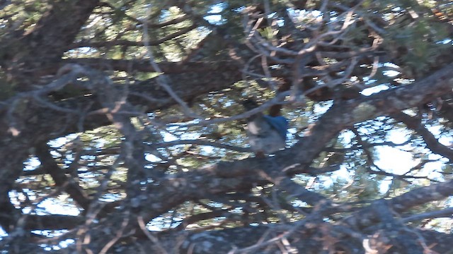 Woodhouse's Scrub-Jay - ML612897047