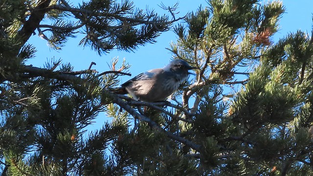 Woodhouse's Scrub-Jay - ML612897048