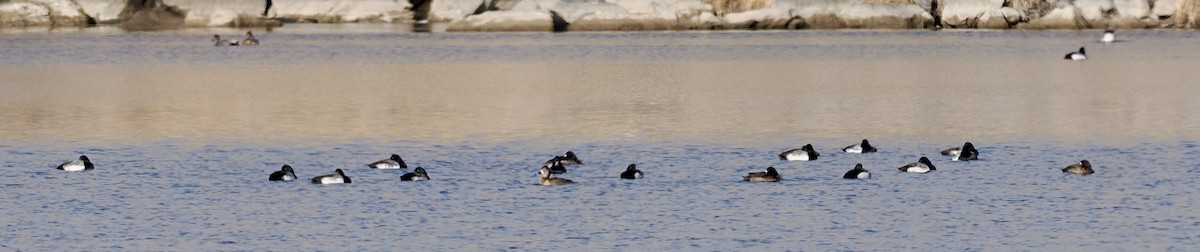 Greater Scaup - Holly Sollod