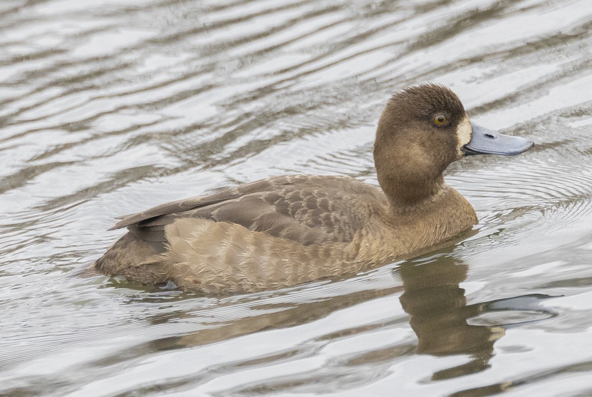 Lesser Scaup - ML612897091