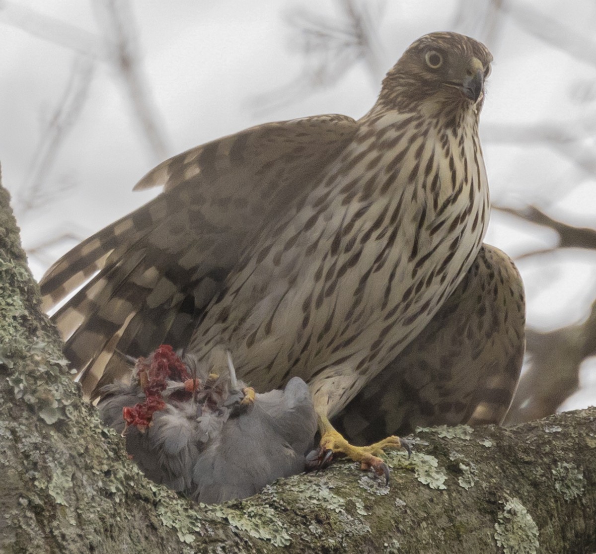 Cooper's Hawk - ML612897100