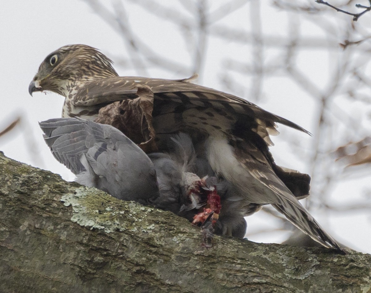 Cooper's Hawk - ML612897101