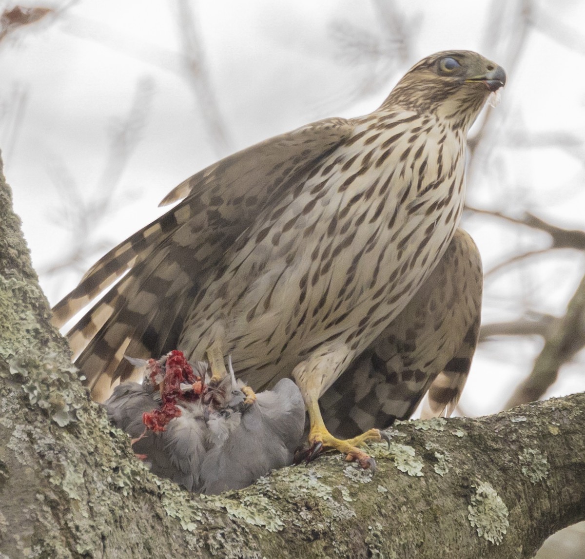 Cooper's Hawk - ML612897102